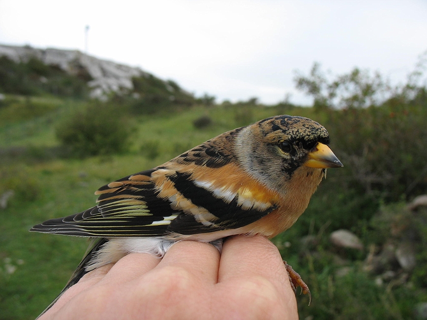 Brambling, Sundre 20070907